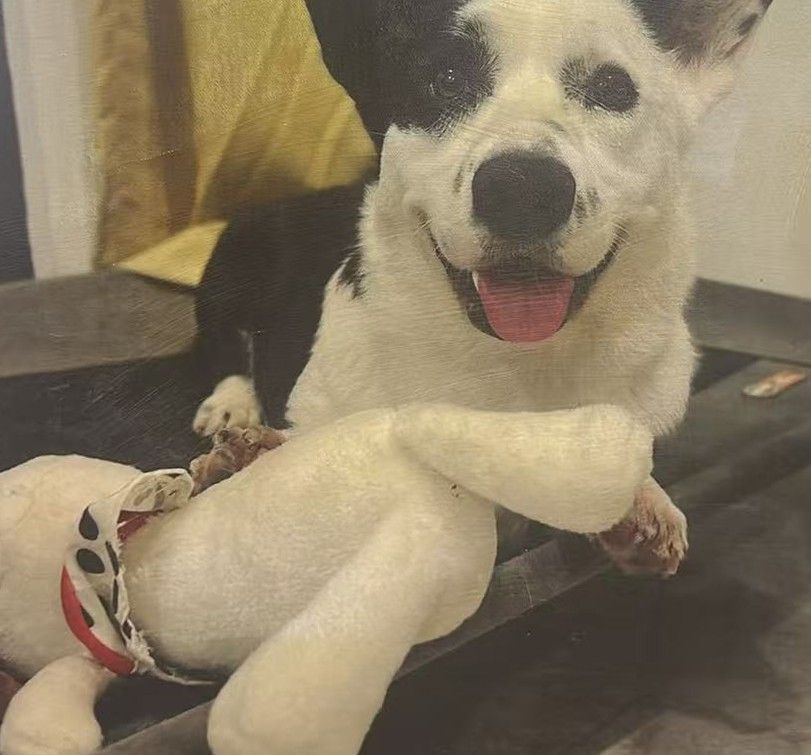 A black and white dog resting on a bench with its front paws extended.